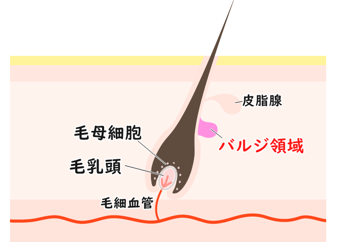 蓄熱式（SHR方式）だと毛根組織へのダメージが弱い
